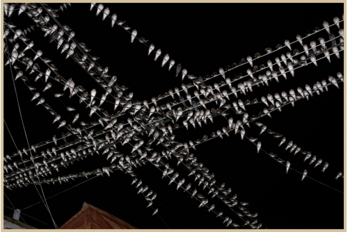 Benoit Aquin, Hirondelles. Flores, Guatemala (série La dimension éthérique du réseau par Anton Bequii), 2016
Archival pigment print
Éd. 3
81 x 122 cm (32″ x 48″)
