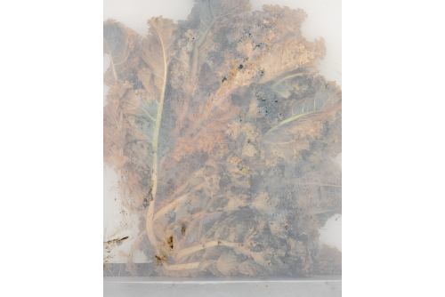 <strong>Isabelle Parson, Légumes écrasés – Choux et soie, 2022</strong>
Photographie, impression archive sur Canson Rag Natural (encadrée)
76,2 x 61 cm (30” x 24”)
