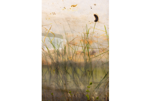 <strong>Isabelle Parson, La serre – Chenille, herbe et bâche, 2022</strong>
Photography, archival printing on Canson Rag Natural (framed)
91,4 x 61 cm (36” x 24”)

